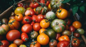 Petite alerte rouge sur vos tomates : ce qu’elles cachent vraiment !