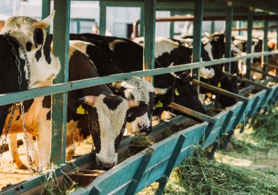 Viande de bœuf : pourquoi l&rsquo;addition est-elle  de plus en plus salée ?