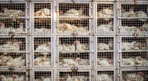 Œufs en supermarché : qui a vraiment banni la cage de ses rayons ?