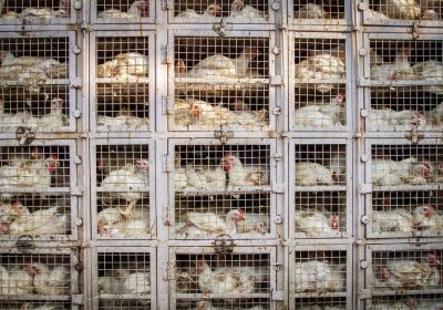 Œufs en supermarché : qui a vraiment banni la cage de ses rayons ?